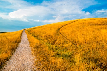 Albertslund Herstedhoje Nature Center. Yellow fields with a pathway through, blue skies with a few clouds