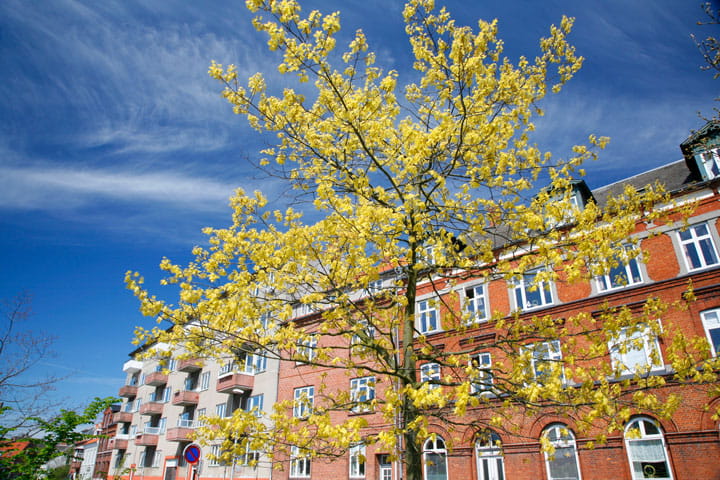 Multi storey brick buildings in copenhagen with a tree in front with yellow flowers on