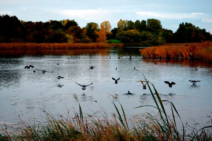 Vallensbæk sø med fugle der lander på vandet og efterårsfarver i træerne